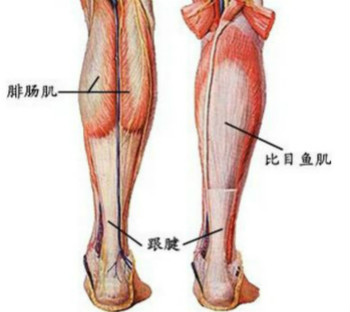 跟腱的症状.jpg 跟腱的症状.jpg