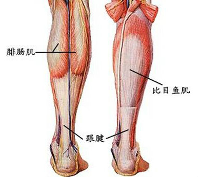 跟腱的治疗.jpg 跟腱的治疗.jpg