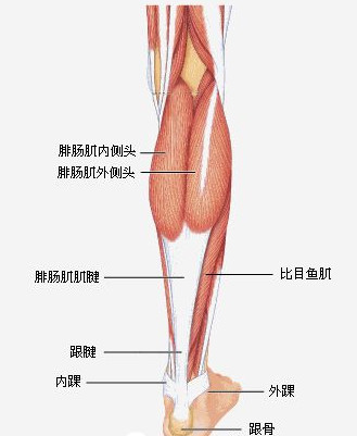 跟腱的病因.jpg 跟腱的病因.jpg